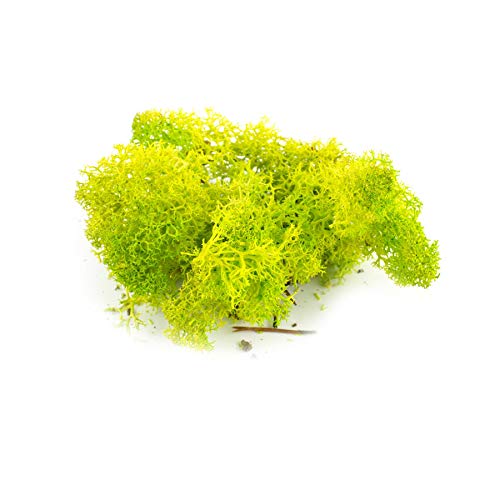 War World Scenics Hellgrüne Lichen Modell Moos 60g - Flechte Laub Modellbau Modellbahn Wargame Tabletop Gelände Landschaft Baum Busch Hecke Diorama Basing War World Scenics Hellgrüne Lichen Modell Moos 60g - Flechte Laub Modellbau Modellbahn Wargame Tabletop Gelände Landschaft Baum Busch Hecke Diorama Basing von WWS War World Scenics