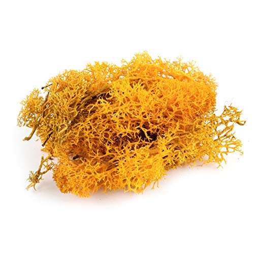 War World Scenics Orange Lichen Modell Moos 100g - Flechte Laub Modellbau Modellbahn Wargame Tabletop Gelände Landschaft Baum Busch Hecke Diorama Basing War World Scenics Orange Lichen Modell Moos 100g - Flechte Laub Modellbau Modellbahn Wargame Tabletop Gelände Landschaft Baum Busch Hecke Diorama Basing von WWS War World Scenics