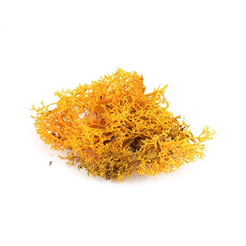 War World Scenics Orange Lichen Modell Moos 20g - Flechte Laub Modellbau Modellbahn Wargame Tabletop Gelände Landschaft Baum Busch Hecke Diorama Basing War World Scenics Orange Lichen Modell Moos 20g - Flechte Laub Modellbau Modellbahn Wargame Tabletop Gelände Landschaft Baum Busch Hecke Diorama Basing von WWS War World Scenics