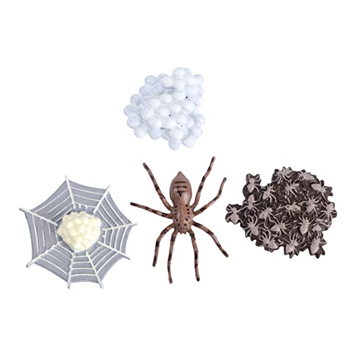 Warmhm 1 Satz Simulation Modell von Spinnen und Insekten Lebenszyklus für Lernspielzeug und Partydekoration für Kreative Geschichten und Naturerfahrungen von Warmhm