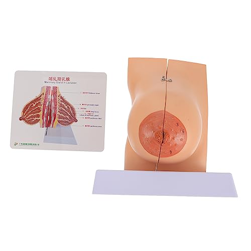 Warmhm 1 Stück Anatomisches Modell Menschlichen Brust Flexibles Design für Lehrzwecke Material für und Trainingsinstitutionen Anschauliche Darstellung Weiblichen Bruststruktur von Warmhm
