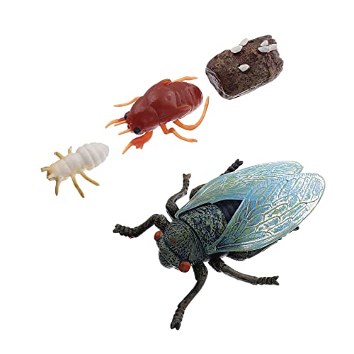 Warmhm Realistische Display-Modelle 4 Stück Simulation Wachstumszyklus Ornamente Kinder Spielzeug von Warmhm
