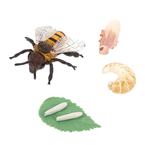 Warmhm 1Satz Honigbienen Lebenszyklus Modellen Kognitive Spielzeuge Für Pädagogische Lehrmittel Zur des Lernens Über Insekten Und Entwicklung von Warmhm