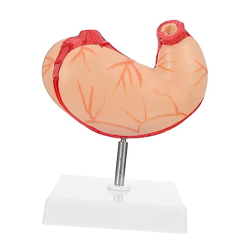 Warmhm 1Stück Anatomisches Modell Des Menschlichen Realistisches Schulmodell Für Biologieunterricht Leicht Tragbar Für Anatomische Studien Lehrzwecke Warmhm 1Stück Anatomisches Modell Des Menschlichen Realistisches Schulmodell Für Biologieunterricht Leicht Tragbar Für Anatomische Studien Lehrzwecke von Warmhm