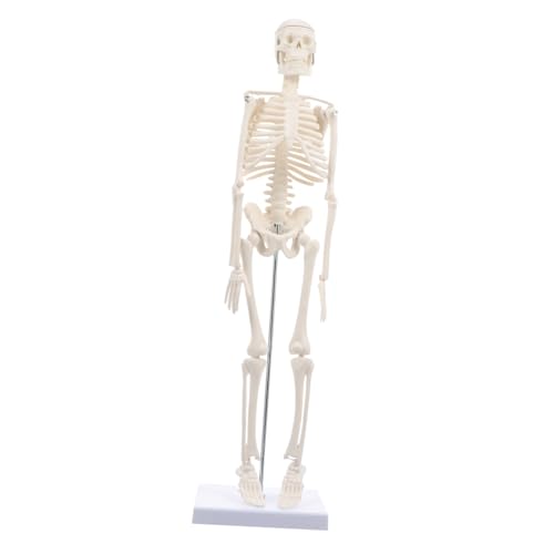 Warmhm 1Stück Ganzkörper Skelettmodell Anatomisches Knochenmodell für Medizinische Lehre Abnehmbar für Unterricht und Medizinischen Einrichtungen von Warmhm