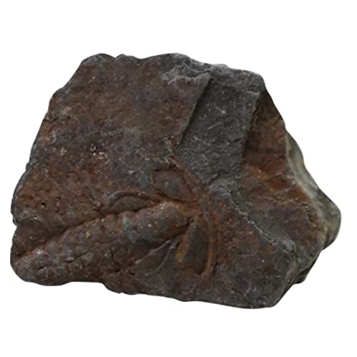 Warmhm 1Stück Kreatives Trilobiten Sample Tischschmuck für Wissenschaftsunterricht und Dekoration für Paläontologie Experimente und Lehrmaterialien von Warmhm