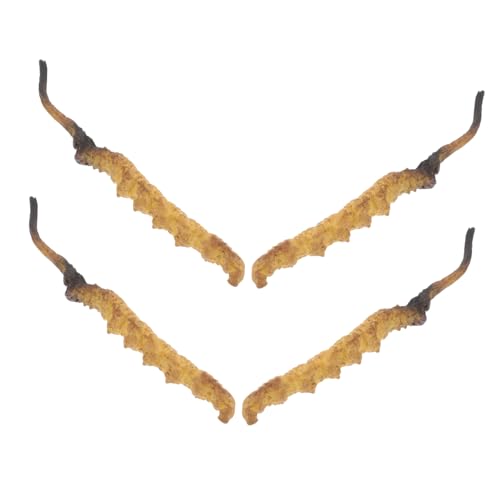 Warmhm Cordyceps-Modell Für Pädagogische Zwecke 4 Stück Dekorationen Für Chinesische Kräuterläden von Warmhm