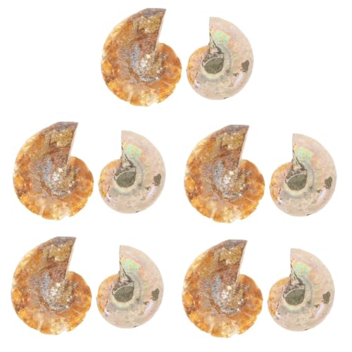 Warmhm 5 Sätze Ammoniten Deko Fossilien Als Lehrmaterial Für Paläontologie Und Kreative Gestaltung Für Klassenzimmer Partys Und 2 Stück * 5 Warmhm 5 Sätze Ammoniten Deko Fossilien Als Lehrmaterial Für Paläontologie Und Kreative Gestaltung Für Klassenzimmer Partys Und 2 Stück * 5 von Warmhm