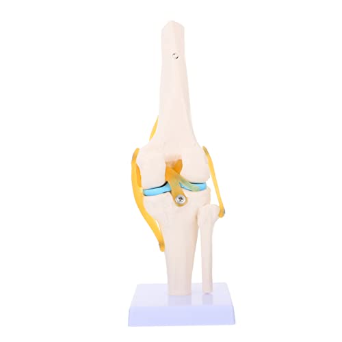 Warmhm Kniegelenk Simulationsmodell Medizinisches Lehrmodell 1:1 Lebensgröße PVC Kunststoff Anatomisches Modell für Unterricht von Warmhm