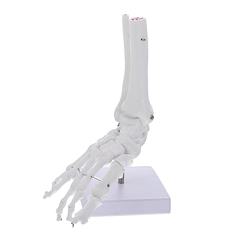 Warmhm Anatomisches Fußskelett Modell aus Realistisches Knöchel und Fußmodell für Medizinische Ausbildung und Patientenschulung Warmhm Anatomisches Fußskelett Modell aus Realistisches Knöchel und Fußmodell für Medizinische Ausbildung und Patientenschulung von Warmhm
