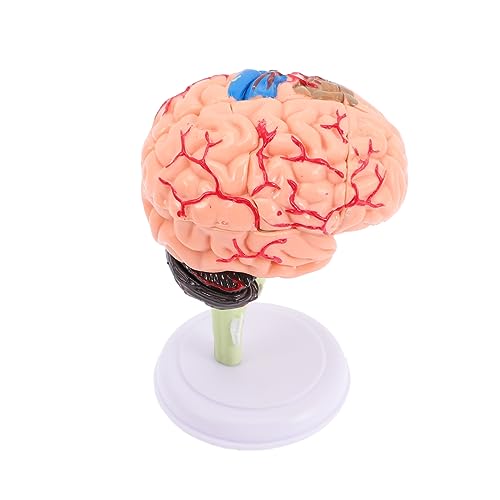 Warmhm Anatomisches Gehirnmodell für Lernhilfe aus Hochwertigem Zerlegbares Gehirnmodell für Anatomische Studien und Medizinische Ausbildung für Lehrer von Warmhm