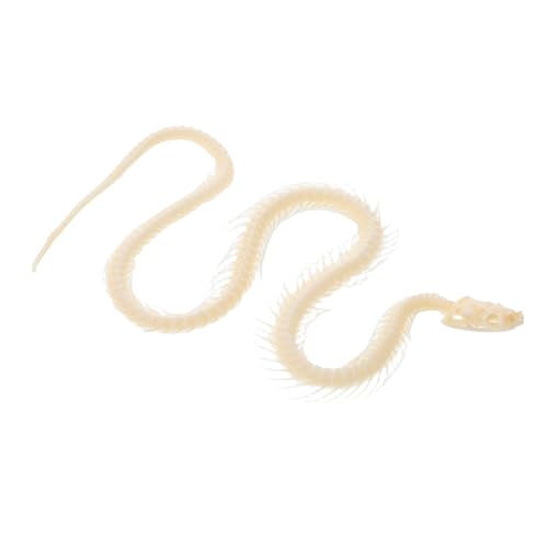 Warmhm Exemplar Eines Schlangenskeletts Skelett Schlange Tierisches Skelett Skeletttier Exemplare Schlangenskelett Halloween Echtes Exemplar Knochen Beige von Warmhm