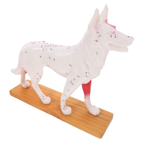 Warmhm Hund Akupunkturmodell für Hunde Lehrhilfe Anatomisches Modell für Tiermedizin und Akupunkturtechniken für Ausbildung und Veterinärmedizin von Warmhm