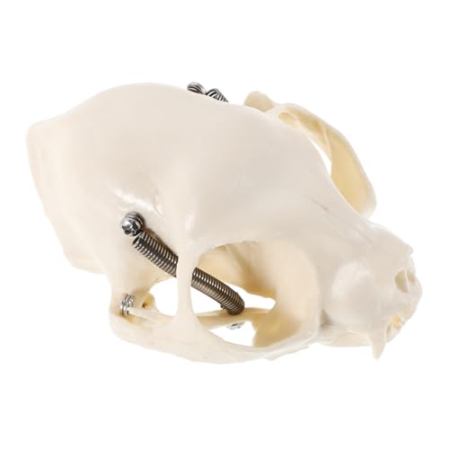 Warmhm Katzenschädel Skelettmodell Anatomisches Lehrmittel Für Dekoration Unterricht Halloween Robuste Konstruktion Detaillierte Verarbeitung Umfassender Warmhm Katzenschädel Skelettmodell Anatomisches Lehrmittel Für Dekoration Unterricht Halloween Robuste Konstruktion Detaillierte Verarbeitung Umfassender von Warmhm