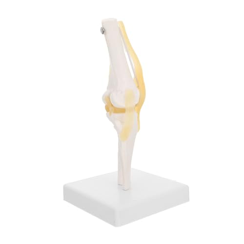 Warmhm Kniegelenk Modell Anatomisches Lehrmittel mit Bändern Medizinisches Modell zur Demonstration Gelenkfunktionen für Unterricht Humananatomie von Warmhm