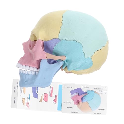 Warmhm Schädelmodell klein groß menschlich realistisch anatomisch Schädelanatomiemodell Schädel Modell Puzzle Totenkopfmodell Modell der Vorbaumontage bunter Abnehmbarer Plastik Warmhm Schädelmodell klein groß menschlich realistisch anatomisch Schädelanatomiemodell Schädel Modell Puzzle Totenkopfmodell Modell der Vorbaumontage bunter Abnehmbarer Plastik von Warmhm