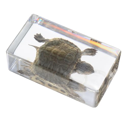 Warmhm Schildkrötenfigur für Garten und Aquarium Realistisches aus Harz Dekorativ und Leicht als Schreibtischornament und Lernspielzeug Warmhm Schildkrötenfigur für Garten und Aquarium Realistisches aus Harz Dekorativ und Leicht als Schreibtischornament und Lernspielzeug von Warmhm