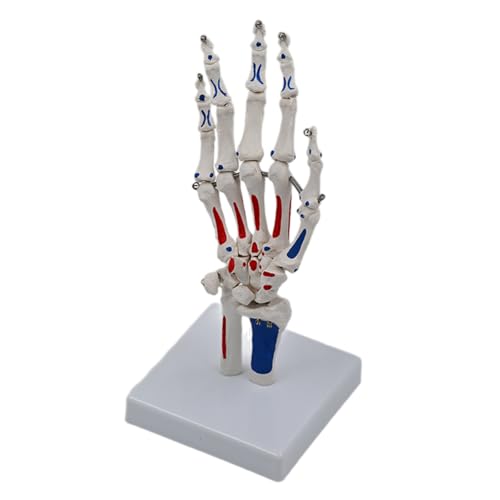 Wayfadacc Handskelett Modell mit Handgelenk Ulnaand Radius Skelett Handmodell Medizinisches Modell Handgelenk Modell für Schule von Wayfadacc