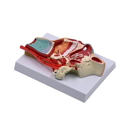 Wayfadacc Humanes Mundhöhlenmodell, medizinisches Modell, menschliche Nasenhöhle, Lehrausrüstung, Hohlraum, Hals, anatomisches Modell Wayfadacc Humanes Mundhöhlenmodell, medizinisches Modell, menschliche Nasenhöhle, Lehrausrüstung, Hohlraum, Hals, anatomisches Modell von Wayfadacc