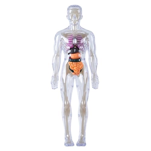 Menschliches Körpermodell für Kinder, abnehmbares, visualisiertes 3D-Anatomiemodell, Leuchtend, weckt die Neugier und fördert praktische Fähigkeiten. von Wedhapy