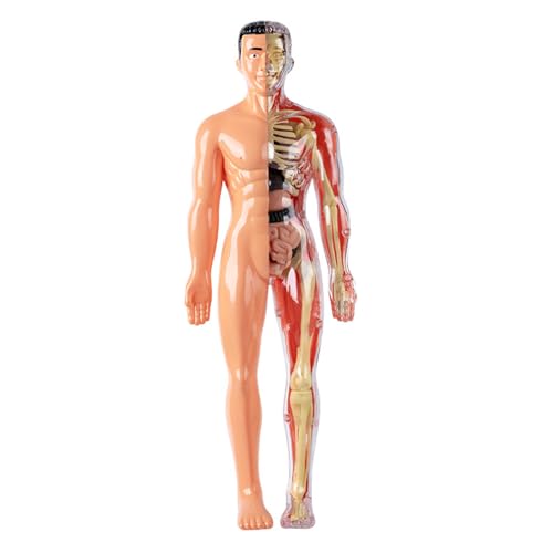 Menschliches Körpermodell für Kinder, abnehmbares, visualisiertes 3D-Anatomiemodell, halbtransparent, weckt die Neugier und fördert praktische Fähigkeiten. von Wedhapy