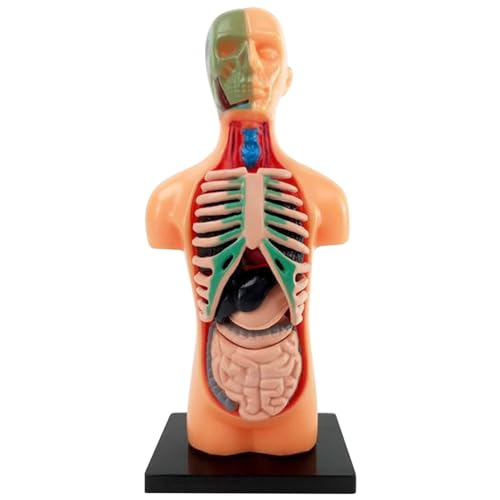 Wedhapy Menschliches Körpermodell für Kinder 5,5 Zoll abnehmbares 3D Anatomiemodell pädagogische Anatomie Jane Puppe aus Kunststoff für Schüler von Wedhapy