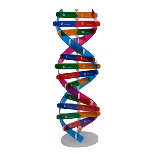 Weduspaty Kids DNA -Modell DNA -DNA -Doppel -Spiralmodell Wissenschaftsbildungsmodellkomponenten für Lehrinstrumente, DNA -Doppel -Spiralmodell von Weduspaty