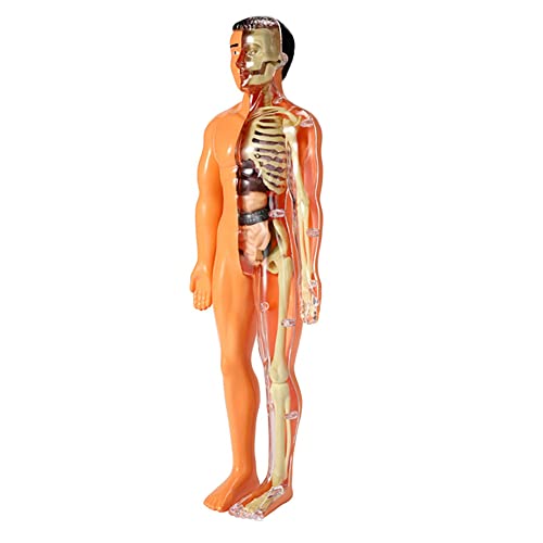 3D Menschlicher Körper Anatomie Kinder Kunststoff DIY Skelett Spielzeug Wissenschaft Frühe Lernhilfe Lernspielzeug Lernspielzeug 3D Menschlicher Körper Anatomie Kinder Kunststoff DIY Skelett Spielzeug Wissenschaft Frühe Lernhilfe Lernspielzeug Lernspielzeug von Whisverse