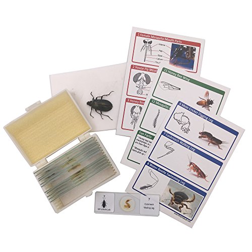 12 Präparierte Insektenteile Mikroskop Folien Set Echte Insektenprobe Postkarten STEM Objektträger von WhizKidsLab