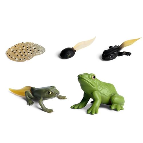 Frog Life Cycle Figurine - Realistisches Amphibian Growth Stages Modell, Educational Biology Toy für Kinder, Science Klassenzimmer Lernset, To Adult Transformation Figures, Early Stem School Project Frog Life Cycle Figurine - Realistisches Amphibian Growth Stages Modell, Educational Biology Toy für Kinder, Science Klassenzimmer Lernset, To Adult Transformation Figures, Early Stem School Project von WildHarmony
