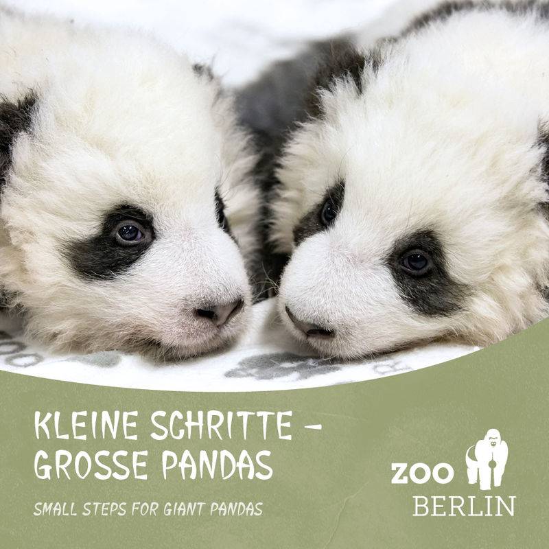 Kleine Schritte - Große Pandas / Small steps for giant Pandas von Wimmelbuchverlag