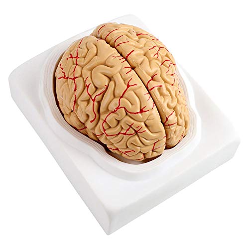 Wincal Gehirn-Arterien Modell-8-teiliges anatomisches Gehirn-Arterien-Modell Medizinische Versorgung des menschlichen Körpers Geräteversorgung Schulwissenschaft von Wincal