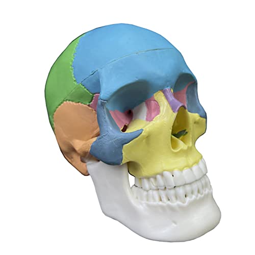 Abnehmbares 4D-Totenkopf-Modell, Studien-Display, medizinisches Lehrwerkzeug, Schädelmodell, menschliche Organe, anatomisches Modell Abnehmbares 4D-Totenkopf-Modell, Studien-Display, medizinisches Lehrwerkzeug, Schädelmodell, menschliche Organe, anatomisches Modell von Wkldjf