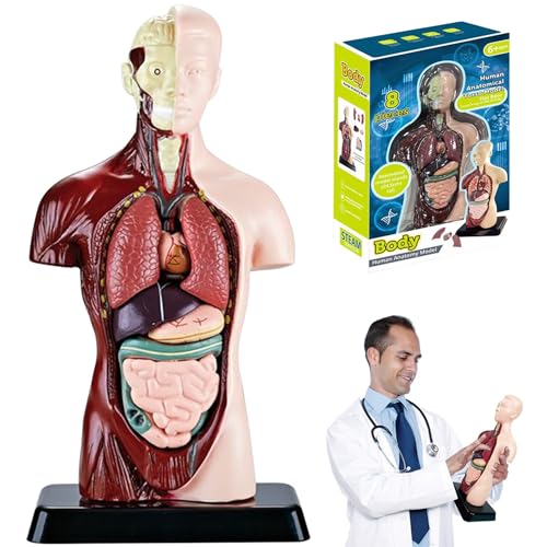 Womsclo Menschliches Körpermodell für Kinder, 9, 6 Zoll realistisches menschliches Anatomiespielzeug mit 6 PCs abnehmbaren Organteilen, interaktives Körperspielzeugbildungsspielzeug für Kinder im Womsclo Menschliches Körpermodell für Kinder, 9, 6 Zoll realistisches menschliches Anatomiespielzeug mit 6 PCs abnehmbaren Organteilen, interaktives Körperspielzeugbildungsspielzeug für Kinder im von Womsclo