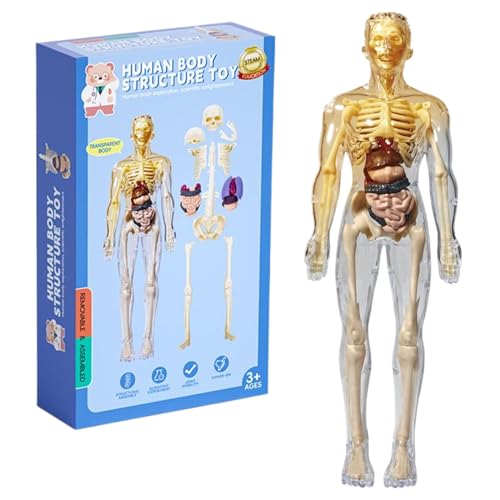 Womsclo Menschliches Körpermodell für Kinder, realistisches menschliches Anatomiemodell, DIY abnehmbares Körpermodell, pädagogische menschliche Anatomie für Kindergeschenke, Stil 1 von Womsclo