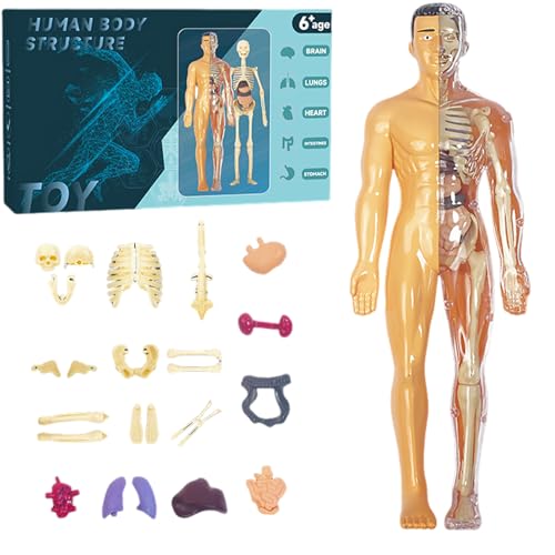 Womsclo Menschliches Körpermodell für Kinder, realistisches menschliches Anatomiemodell, DIY abnehmbares Körpermodell, pädagogische menschliche Anatomie für Kindergeschenke, Style 2, menschliche Womsclo Menschliches Körpermodell für Kinder, realistisches menschliches Anatomiemodell, DIY abnehmbares Körpermodell, pädagogische menschliche Anatomie für Kindergeschenke, Style 2, menschliche von Womsclo