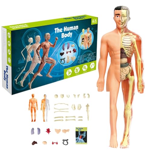 Menschliches Körpermodell für Kinder 11,2 Zoll entfernbarer halbklarer menschlicher Anatomie Model Realistic Organ & Skelettwissenschaft Bildungspädagogik Geschenke für Kinder im Alter von 7 bis 14 J Menschliches Körpermodell für Kinder 11,2 Zoll entfernbarer halbklarer menschlicher Anatomie Model Realistic Organ & Skelettwissenschaft Bildungspädagogik Geschenke für Kinder im Alter von 7 bis 14 J von Womsclo