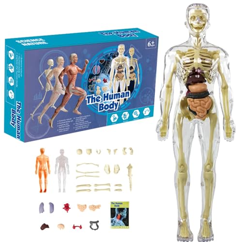 Menschliches Körpermodell für Kinder 11,2 Zoll entfernbarer klares menschliches Anatomie Model Realistic Organ & Skelettwissenschaft Bildungspädagogik Geschenke für Kinder im Alter von 7 bis 14 Jahre Menschliches Körpermodell für Kinder 11,2 Zoll entfernbarer klares menschliches Anatomie Model Realistic Organ & Skelettwissenschaft Bildungspädagogik Geschenke für Kinder im Alter von 7 bis 14 Jahre von Womsclo