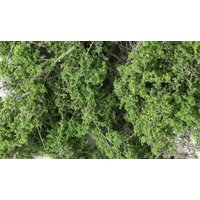 WOODLAND SCENICS WF1131 FINE LEAF FOLIAGE - Feine Belaubung mittelgrün WOODLAND SCENICS WF1131 FINE LEAF FOLIAGE - Feine Belaubung mittelgrün von Woodland Scenics