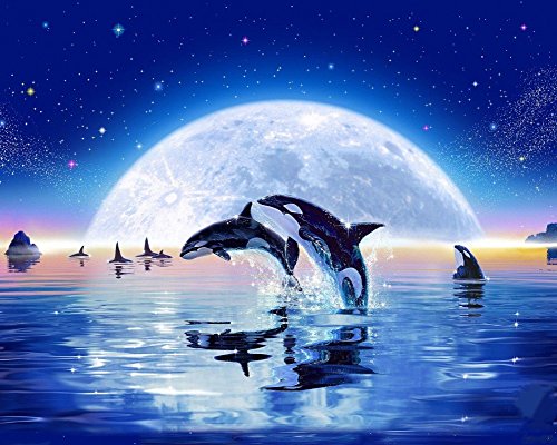 Wowdecor DIY Malen nach Zahlen Kits Geschenk für Erwachsene Kinder, Malen nach Zahlen Home Haus Dekor - Delphin Blau Mond Meer Sternenklarer Himmel 40 x 50 cm Ohne Rahmen von WOWDECOR