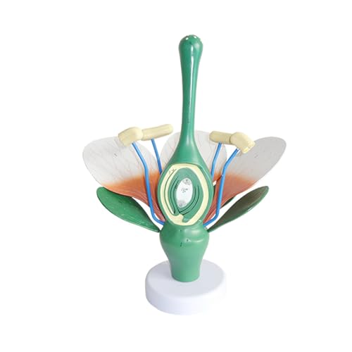Flowel Blätter und Staubblätter Modell für Schule, Studenten, Pflanzenblätter, Staubblätter, Modell, Biologie, Lehrmittel Flowel Blätter und Staubblätter Modell für Schule, Studenten, Pflanzenblätter, Staubblätter, Modell, Biologie, Lehrmittel von X-Institute