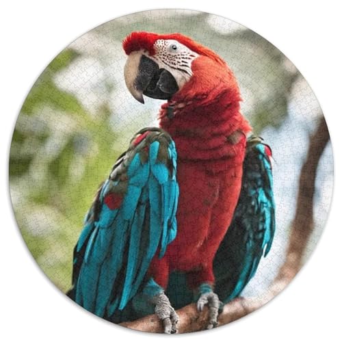 Papagei 1000 Stück Puzzle VerringerterDruck Vögel Runden Puzzle Puzzle-Spiele Wand Dekoration Geschenk 1000pcs (67.5x67.5cm) von XDDBYUIZP