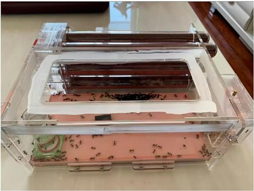 6 Test Tube Ameisennest Ameisenfarm Box Ameisen Farmen Set Pädagogisches Formicarium Bauernhof Lebensraum Für Kinder Studium des Ameisenverhaltens (Color : D)-1 von XENITE