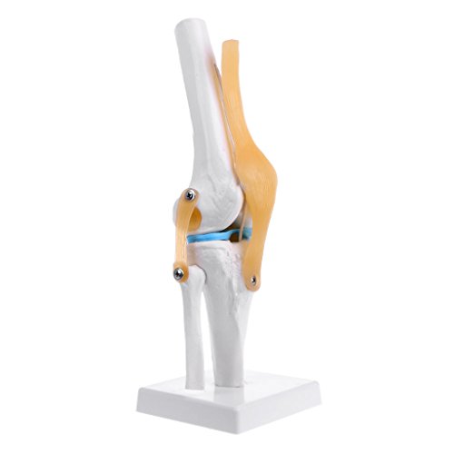 Anatomisches Kniegelenk, flexibles Skelettmodell, medizinische Lernhilfe, Anatomie Anatomisches Kniegelenk, flexibles Skelettmodell, medizinische Lernhilfe, Anatomie von XIAOQENAN