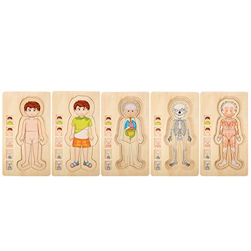 XIASABA Hölzerne menschliche Körperstruktur Mehrschichtiger Ziegelspielzeug Early Educational Intelligentes Spielzeug für Mädchen Qualität farbenfrohe sicheres, giftiges (Junge) von XIASABA