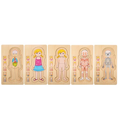 XIASABA Hölzerne menschliche Körperstruktur Mehrschichtiger Ziegelspielzeug Early Educational Intelligentes Spielzeug für Mädchen Qualität farbenfrohe sicheres, giftiges (Mädchen) von XIASABA
