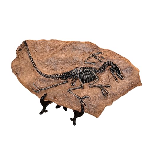 XINGLIDA Dinosaurier Fossilienharze Dinosaurier Skelettmodell Schädel Statue Knochenfiguren Replikate Für Desktop Buchregal Display XINGLIDA Dinosaurier Fossilienharze Dinosaurier Skelettmodell Schädel Statue Knochenfiguren Replikate Für Desktop Buchregal Display von XINGLIDA