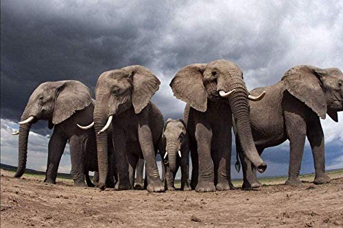 Holzpuzzle 1000 stücke Lernspielzeug,Puzzlespiel für Erwachsene 1000-teiliges Puzzle für ErwachseneElephant AnimalToys Fun Games Holzkunst Dekoration Jungen Lernspielzeug für Kinder und Erwachsene von XINNeck