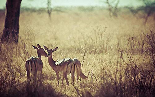 XINNeck 1000 Pieces Wooden Jigsaw Puzzle,3 Deer in The Grass Adults Jigsaw Puzzle Children Puzzles Creative Games Wooden Puzzle Toys XINNeck 1000 Pieces Wooden Jigsaw Puzzle,3 Deer in The Grass Adults Jigsaw Puzzle Children Puzzles Creative Games Wooden Puzzle Toys von XINNeck