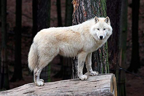 XINNeck 1000 Pieces Wooden Jigsaw Puzzle，White Wolf on Wood Adults Jigsaw Puzzle Children Puzzles Creative Games Wooden Puzzle Toys von XINNeck